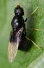 Pachygaster atra
